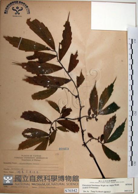 冷清草藏品圖，第1張