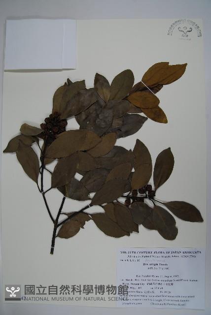 全緣葉冬青藏品圖，第1張