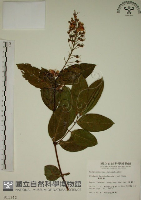 猿尾藤藏品圖，第1張