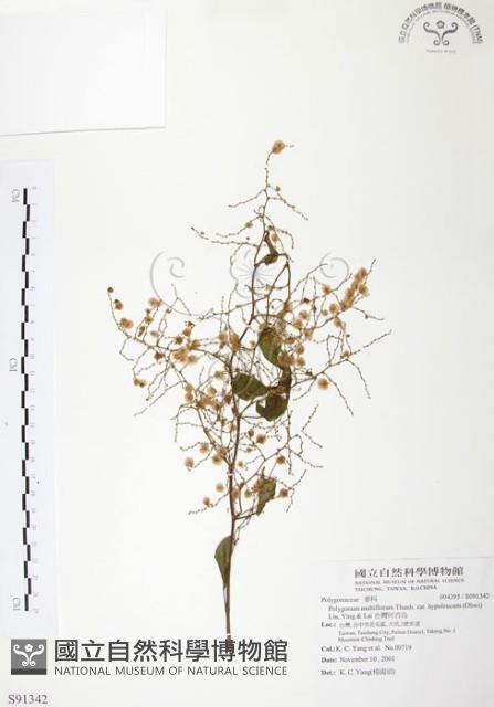 台灣何首烏藏品圖，第1張