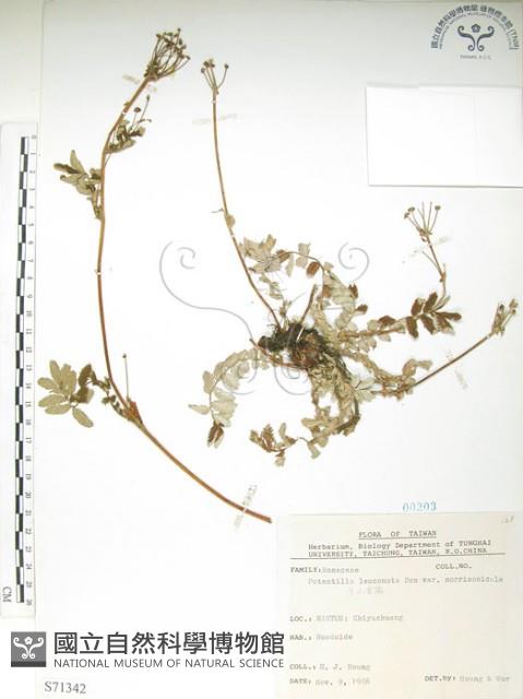 玉山金梅藏品圖，第1張