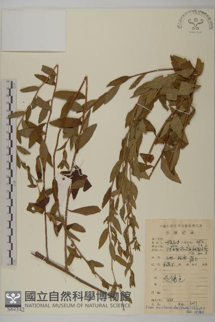 白舌紫菀藏品圖，第1張