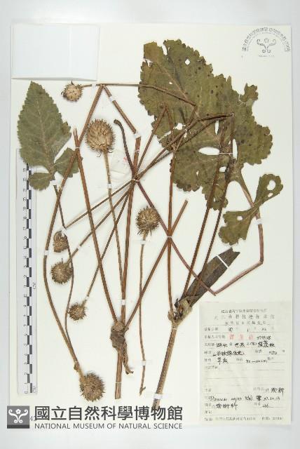 川續斷藏品圖，第1張