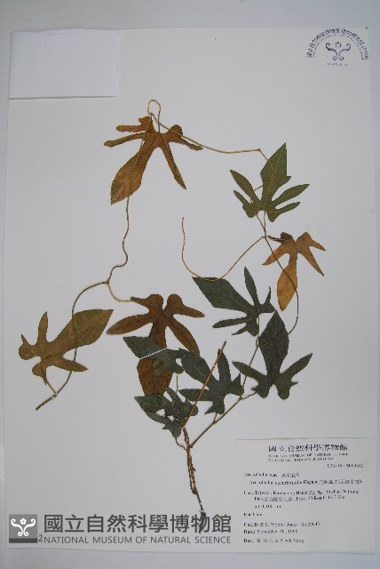 瓜葉馬兜鈴、青木香藏品圖，第1張