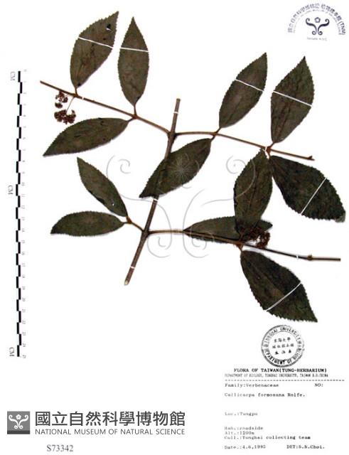 杜虹花，台灣紫珠藏品圖，第1張