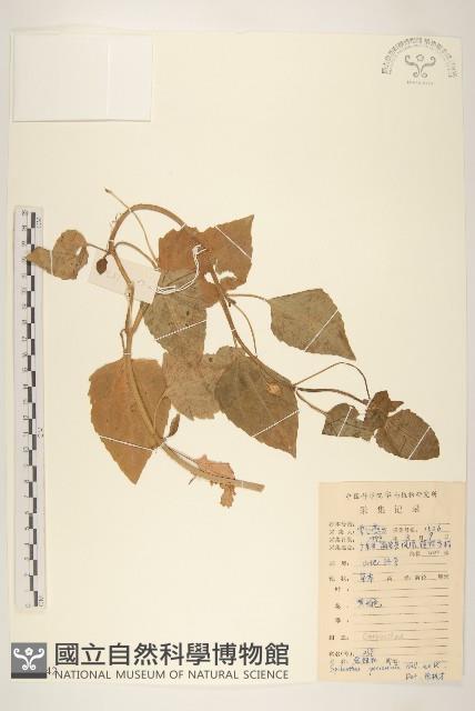 金鈕釦藏品圖，第1張