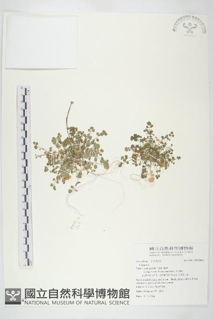 碎米薺藏品圖，第1張