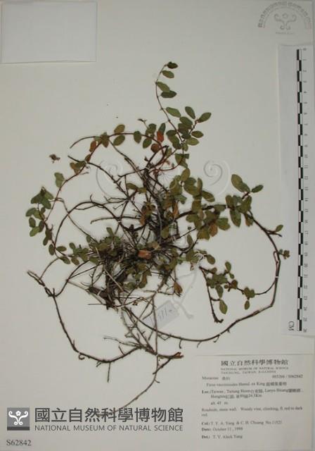 越橘葉蔓榕藏品圖，第1張