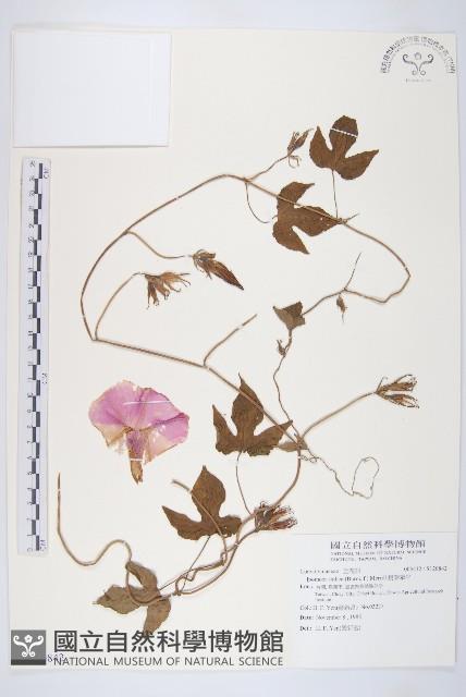 銳葉牽牛藏品圖，第1張