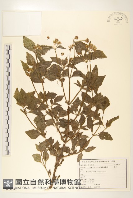 貓腥草藏品圖，第1張