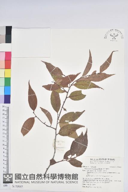 巒大越橘藏品圖，第1張