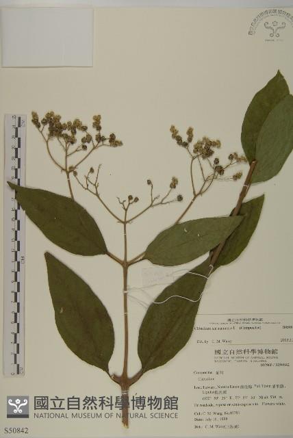 蘇利南野菊藏品圖，第1張