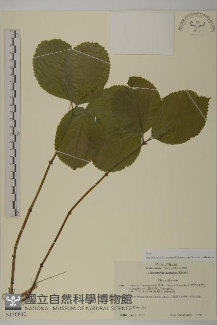 銀線草藏品圖，第1張