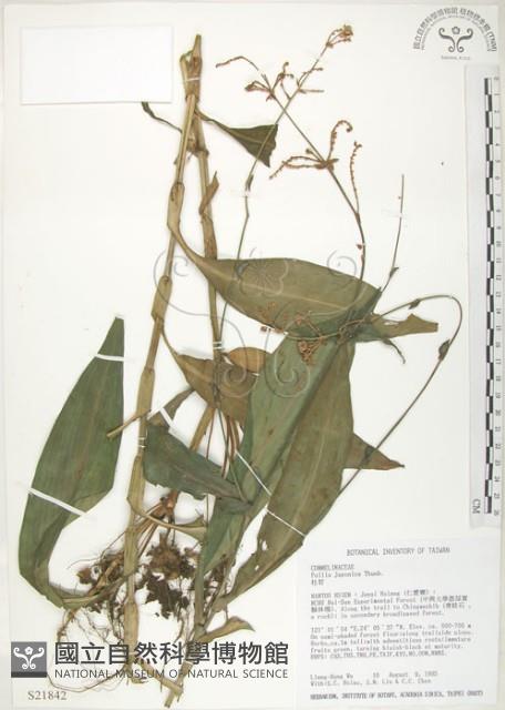 杜若藏品圖，第1張