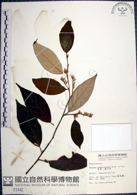 紅皮、葉下白、赤仔尾藏品圖，第1張