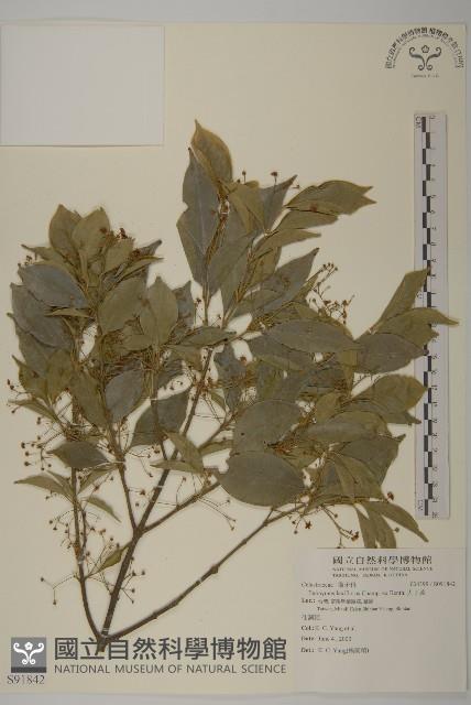 大丁黃藏品圖，第1張