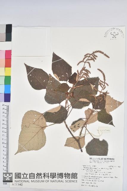 白匏子藏品圖，第1張