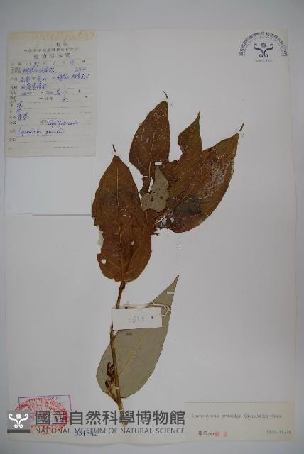 纖細風吹蕭藏品圖，第1張