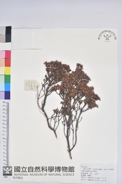 草原杜鵑藏品圖，第1張