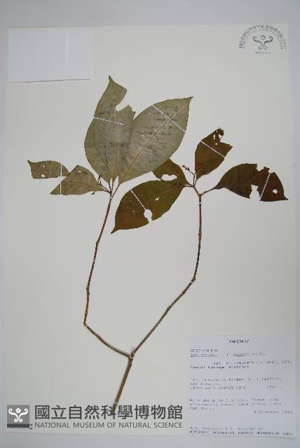 登錄號:S095842藏品圖，第1張