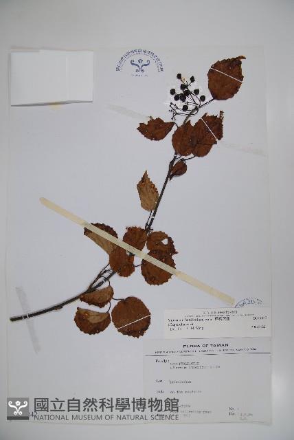 樺葉莢迷、玉山莢迷藏品圖，第1張