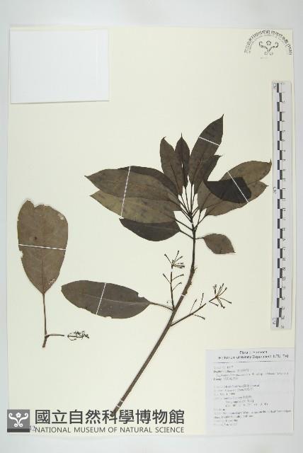 耿氏虎皮楠藏品圖，第1張