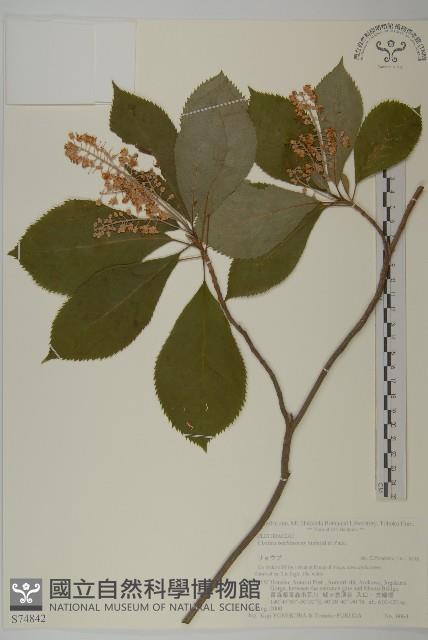 華東山柳藏品圖，第1張