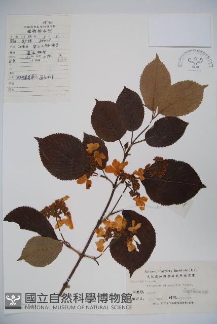 球花莢迷藏品圖，第1張