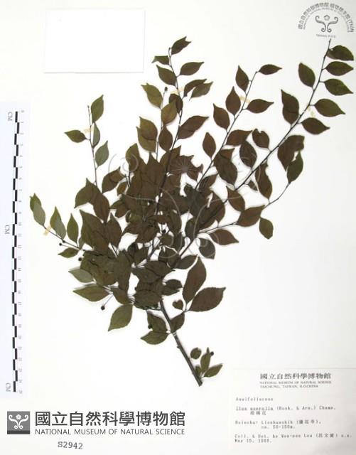 燈稱花、烏雞骨藏品圖，第1張