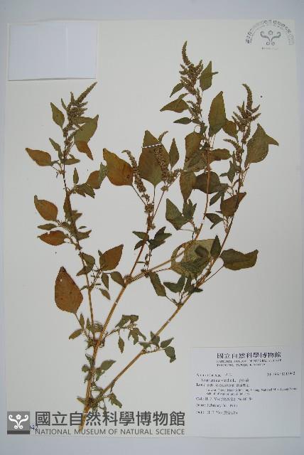 野莧菜藏品圖，第1張