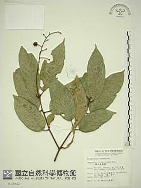 巒大雀梅藤藏品圖，第1張