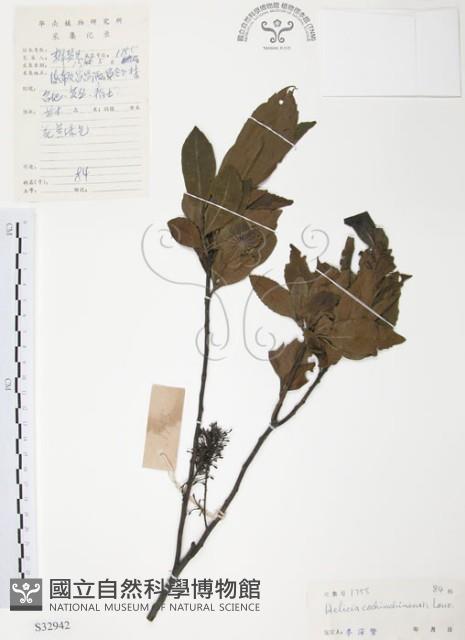 紅葉樹藏品圖，第1張