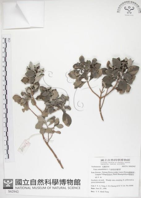 海埔姜藏品圖，第1張