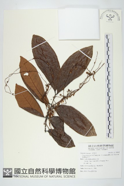 臺灣菟絲子藏品圖，第1張