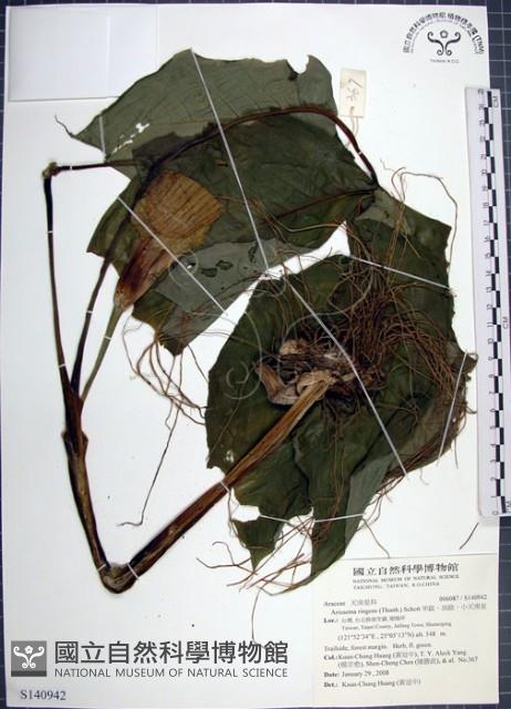 申跋、油跋、小天南星藏品圖，第1張