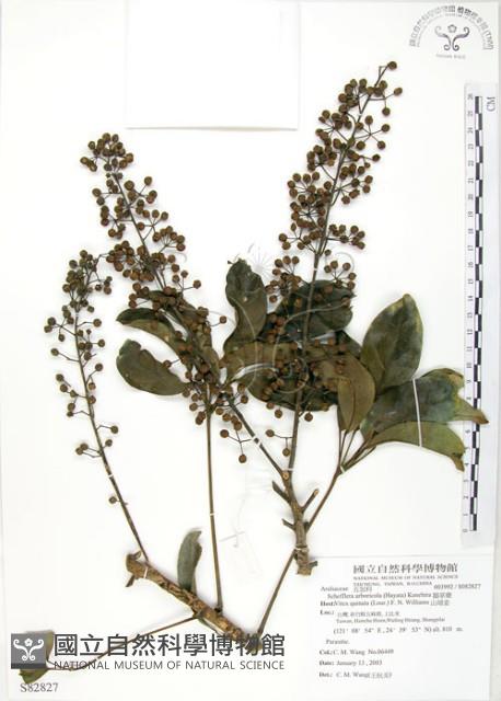 鵝掌蘗藏品圖，第1張