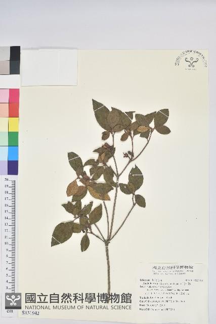 紅毛杜鵑藏品圖，第1張