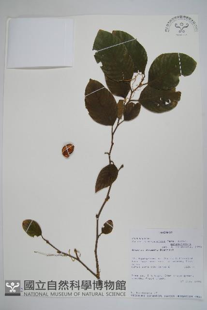 登錄號:S095942藏品圖，第1張