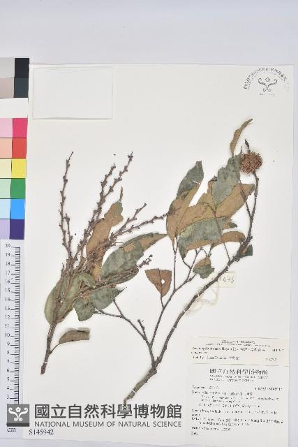 細刺苦櫧、草野錐果藏品圖，第1張