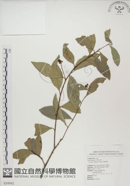 魯花樹藏品圖，第1張