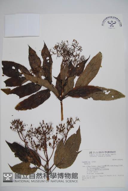 登錄號:S034942藏品圖，第1張