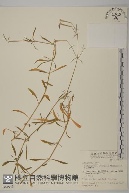 臺灣瞿麥藏品圖，第1張