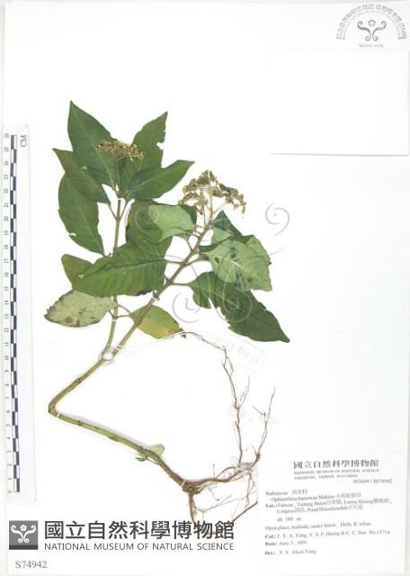 小花蛇根草藏品圖，第1張