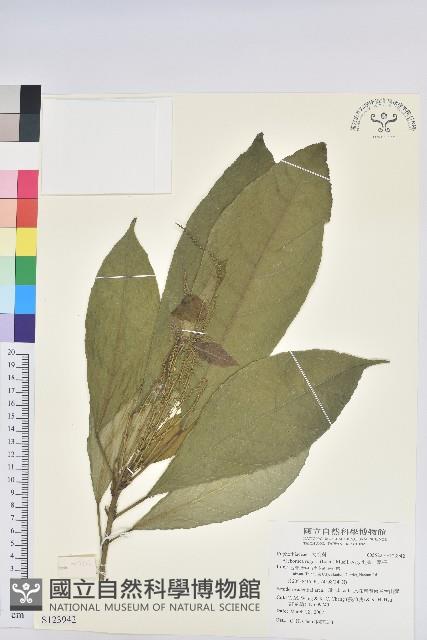 羽脈山麻桿藏品圖，第1張