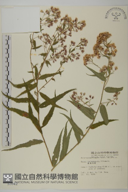 臺灣馬蘭藏品圖，第1張