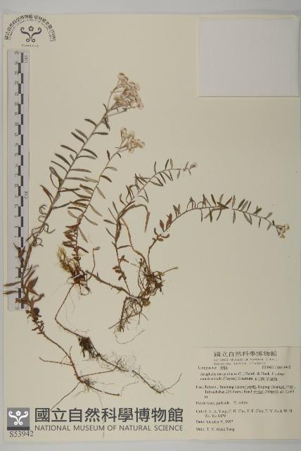 玉山抱莖籟簫藏品圖，第1張