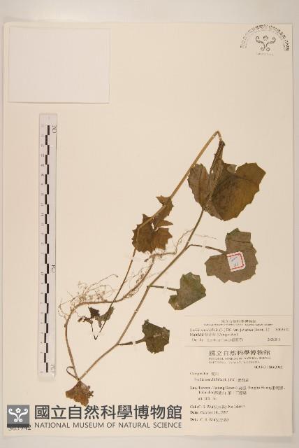 紫背草藏品圖，第1張