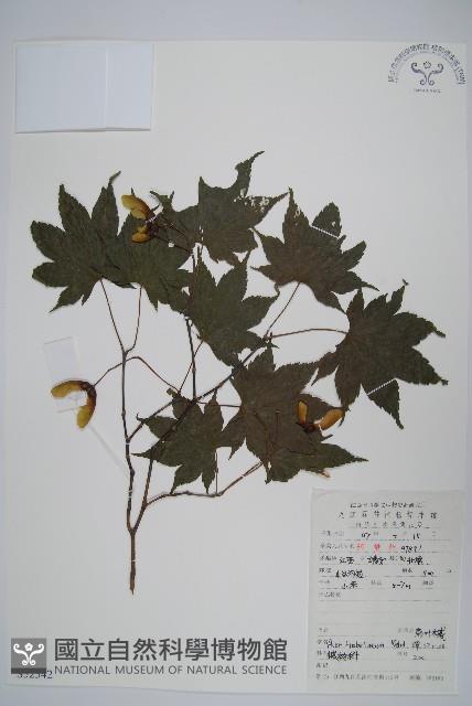 扇葉槭藏品圖，第1張