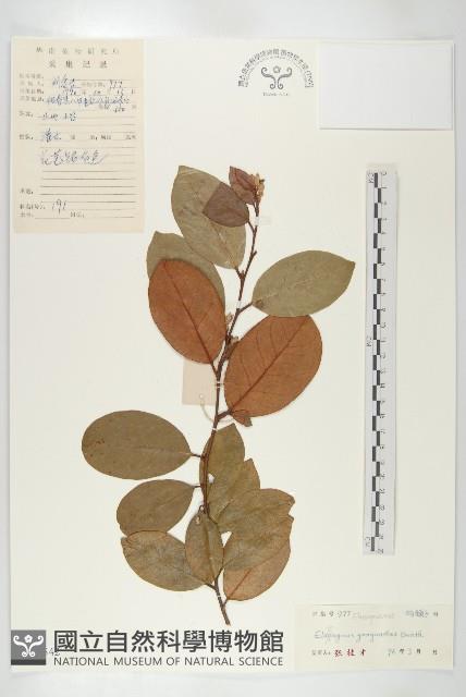 角花胡頹子藏品圖，第1張