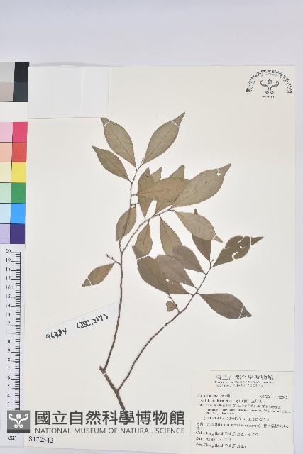 南仁五月茶藏品圖，第1張